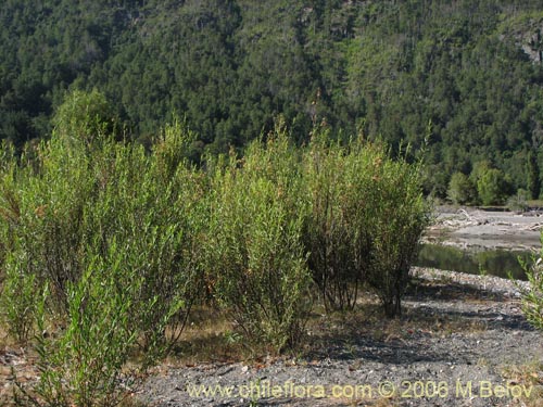 Image of Baccharis sp. #3078 (baccharis). Click to enlarge parts of image.